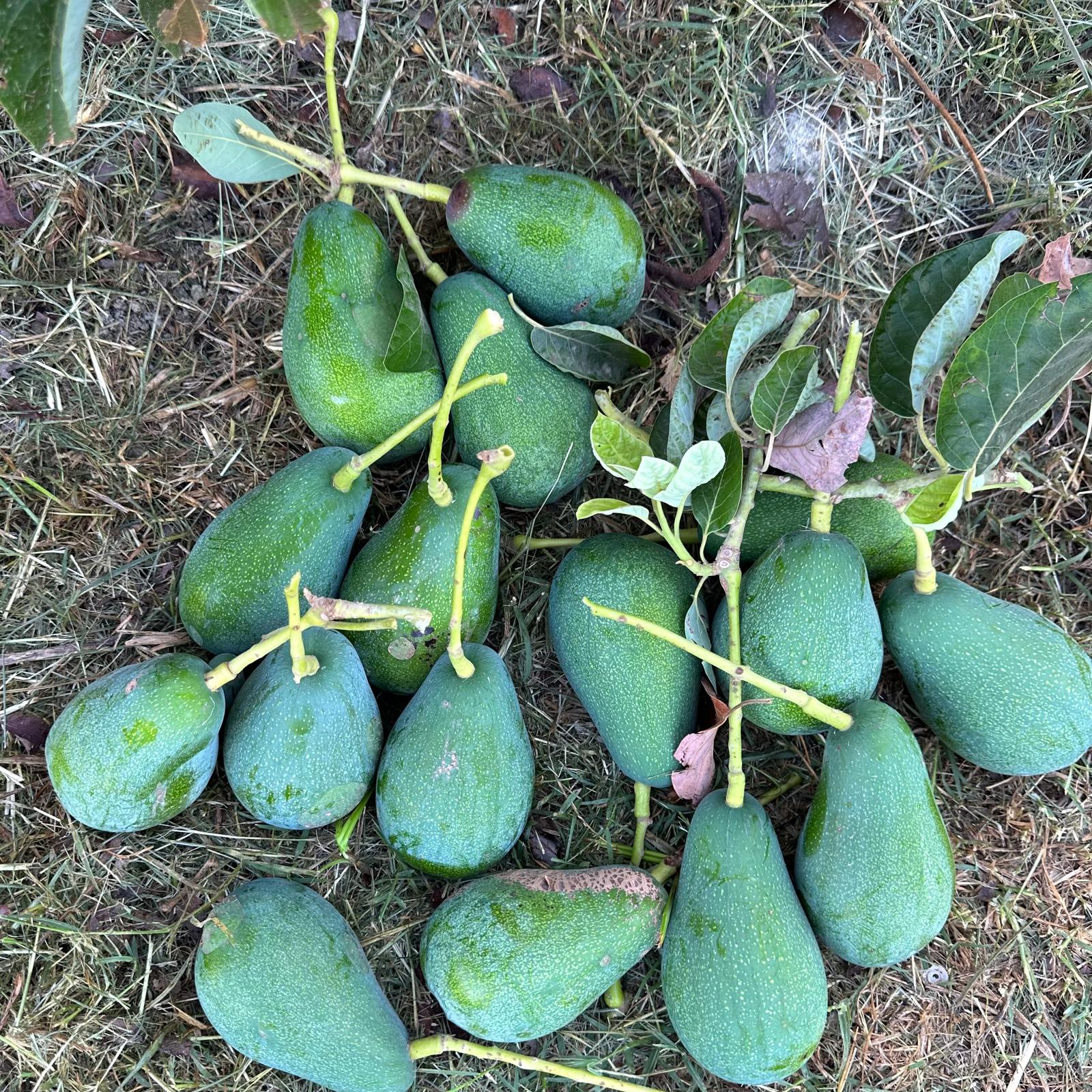 CLİFTON 3KG ( 200 gr altı)
